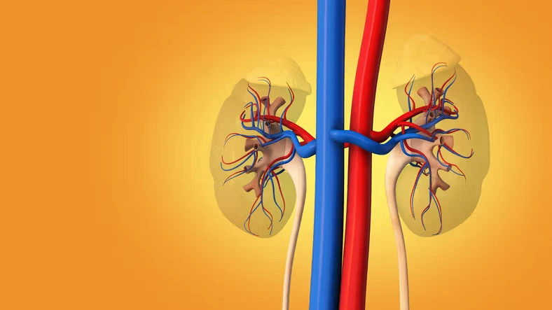 Best Diet for Kidney Disease Prevention